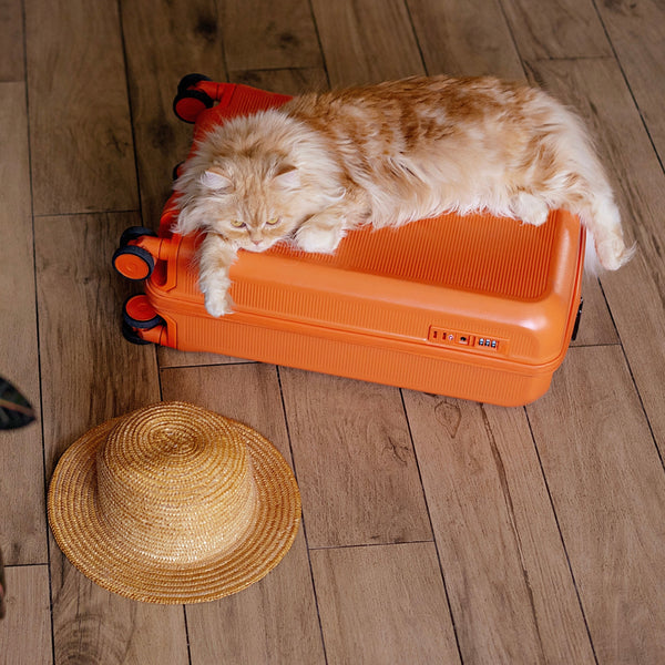 Travel Accessories and Beds