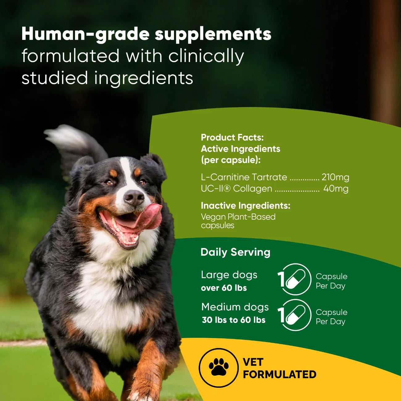 Joint and Muscle Health Daily Wellness Supplement Formula Support
