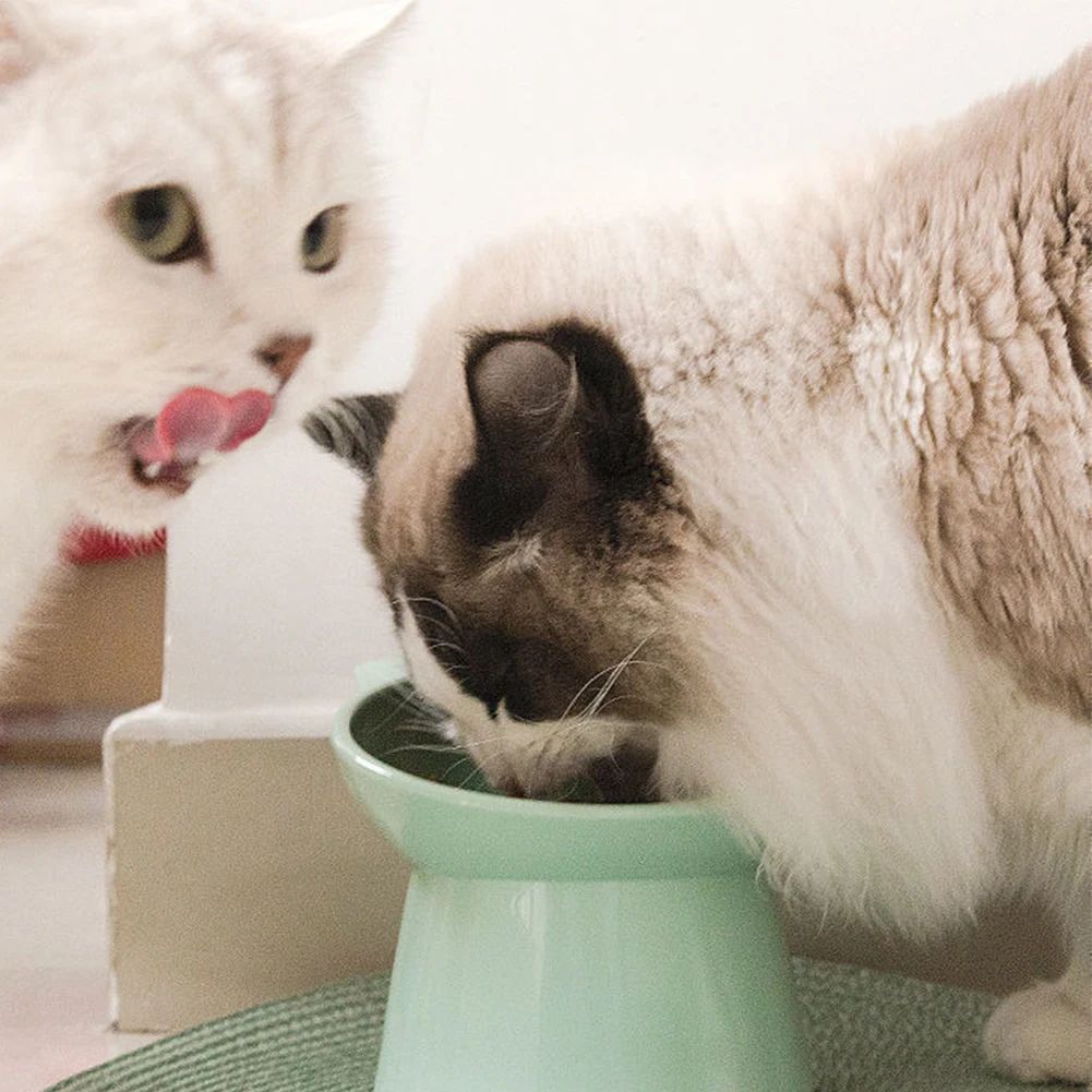 Tilted Elevated Cat Food Bowl Anti Slip Ergonomic Feeding Dish