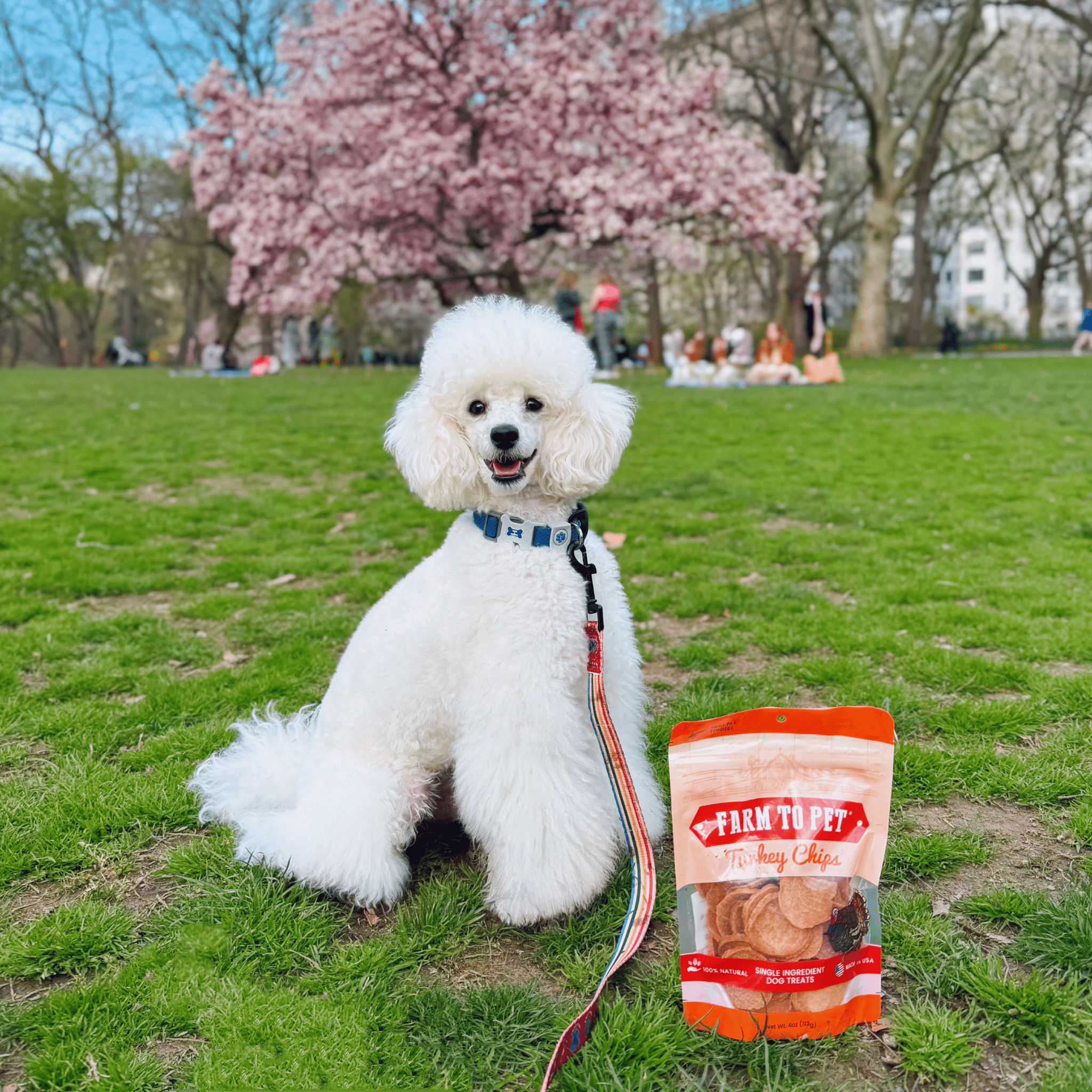 All-Natural Single Ingredient Turkey Chips Healthy Dog Treats
