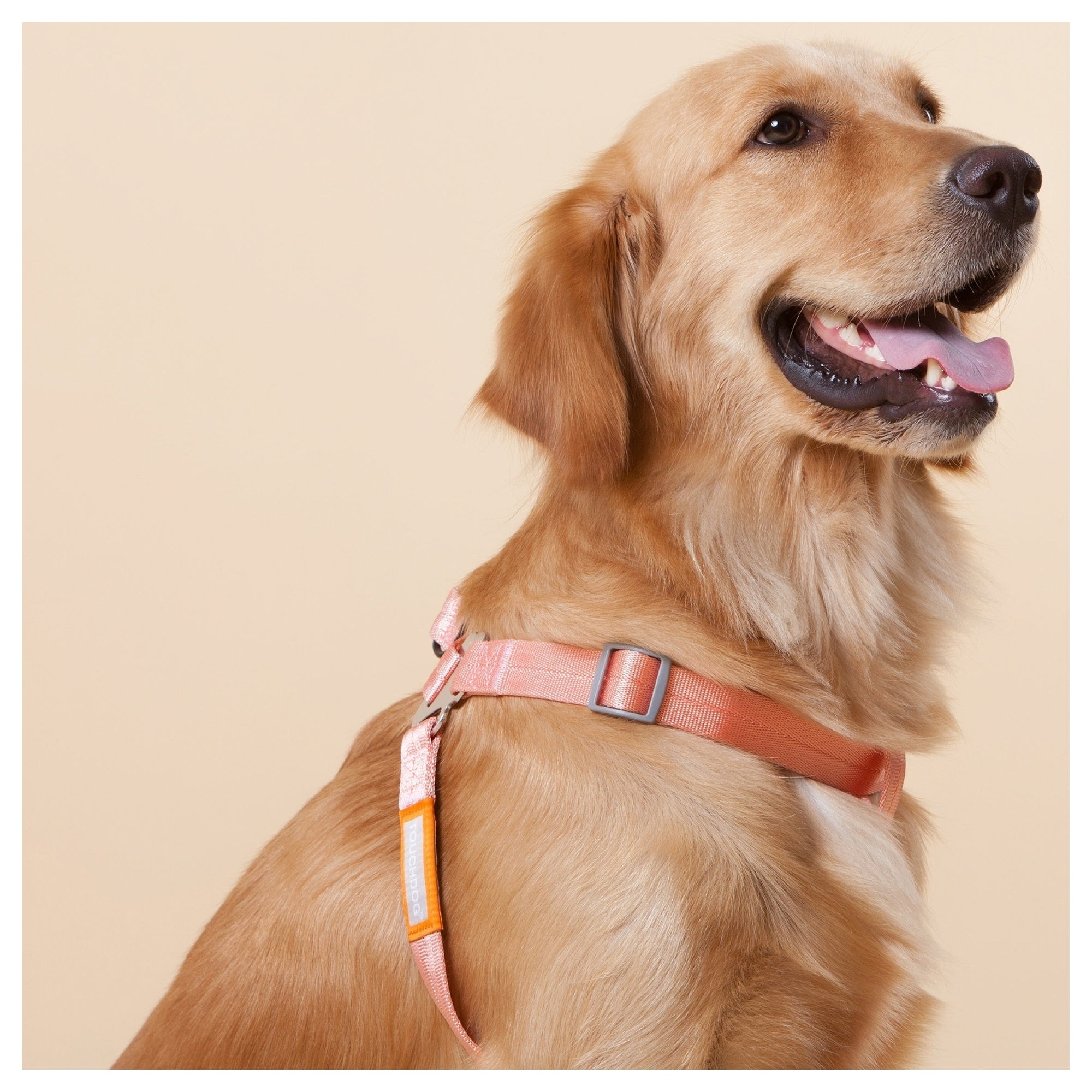 Touchdog Macaron 2-in-1 Nylon Dog Harness Leash