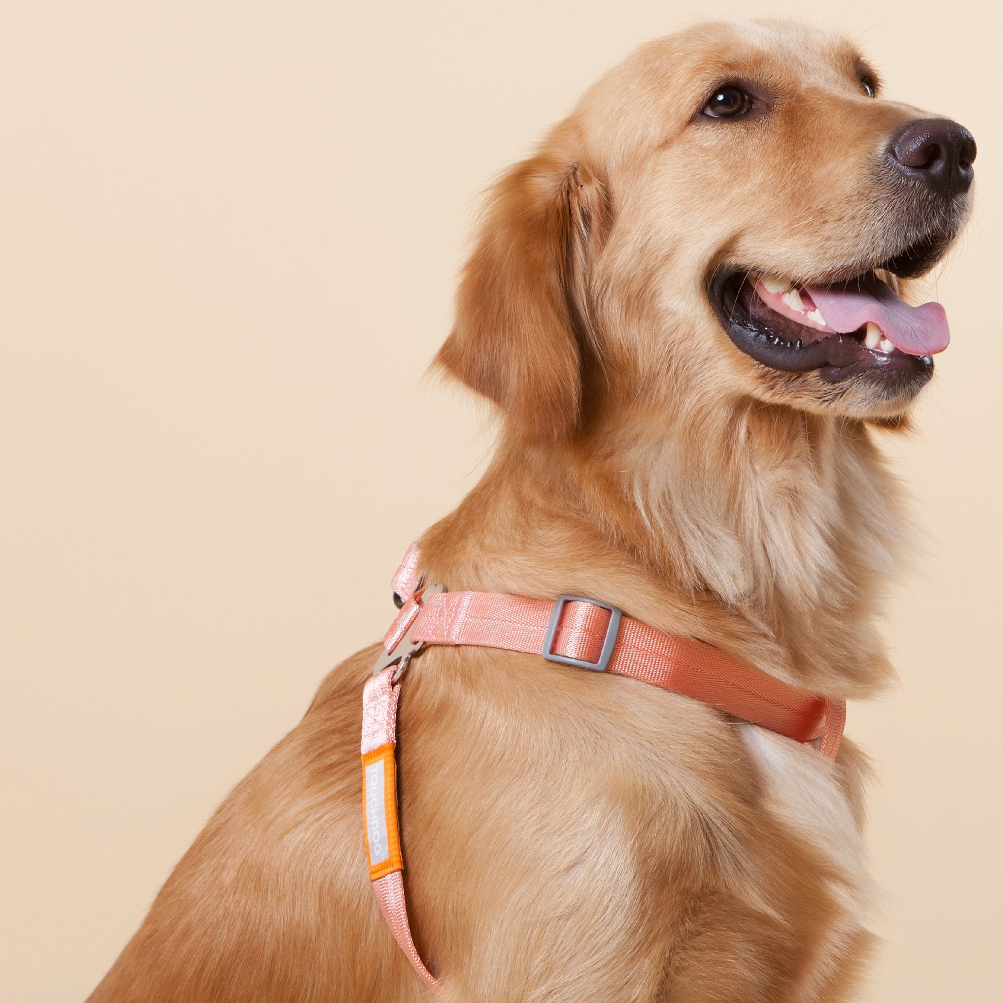 Touchdog Macaron 2-in-1 Nylon Dog Harness Leash