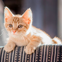 Orange kitten sitting on a striped surface with a blurred background