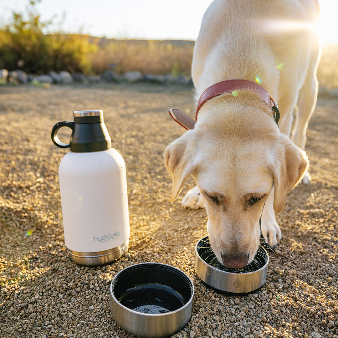 HydroPet® 64 oz Portable Dog Water Bottle – Stainless Steel Travel Flask with 2 Detachable Bowls, Carry Bag & Strap