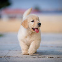 Puppy walking on a pavement with a blurred background